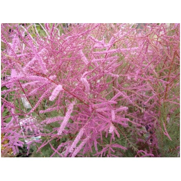 Tamarix ramosissima Pink Cascade-Tamerice Donnadip