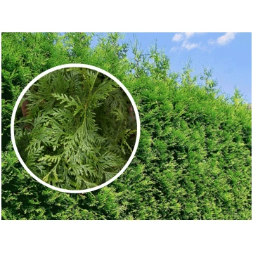 Tūja "Brabant" 35-45 cm 50gb