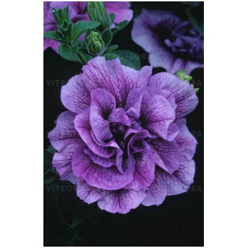 Petunia x hybrida Tumbelina Priscilla 1 gb., lūgum