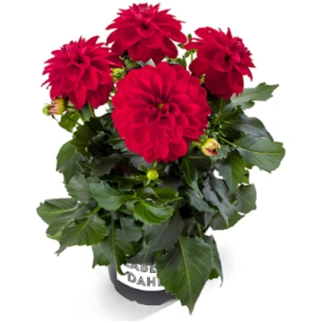 Dahlia hortensis Labella Medio Red | A.M. ozoli