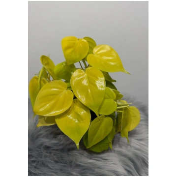 Philodendron scandens micans 'Lime' Augi