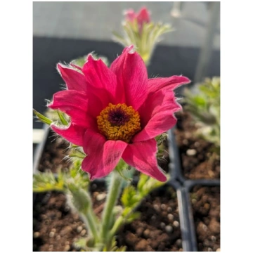 Pulsatilla vulgaris 'Rosen Glocke', P11 