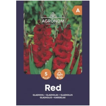 Lielziedu gladiolu sīpoli, lat. GLADIOLUS RED, 5 g