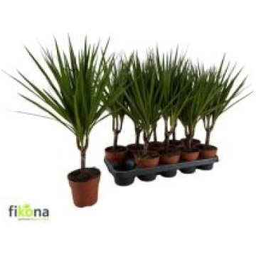 Ikea 76804023 Dracaena Marginata Augs Puupod | Salidzini.lv