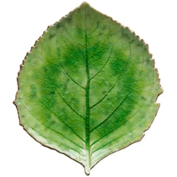 Costa Nova - Bladfad Hydrangea L - izmērs 21.8X 19
