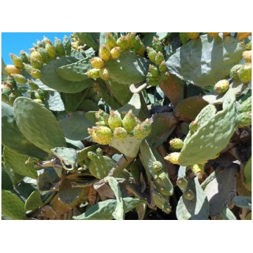 Opuntia ficus-indica-Fico d'India Donnadipian