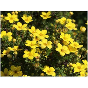 Potentilla fruticosa 'Goldteppich' Paras