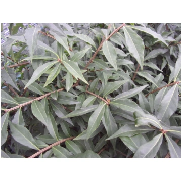 Euonymus alatus Blade Runner Donnadipiante - Vendi