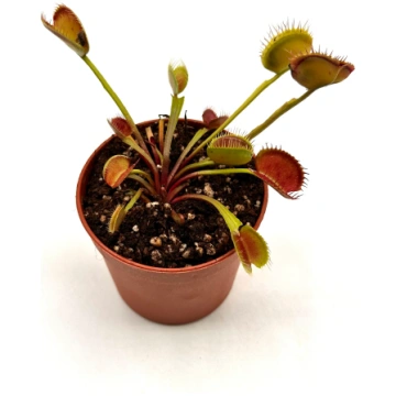 Dionaea Muscipula "Booman's Mutant" Caput Mun