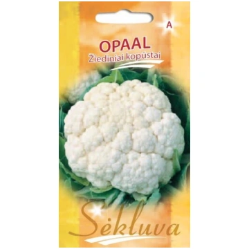 Puķkāpostu sēklas Opaal sėkluva
