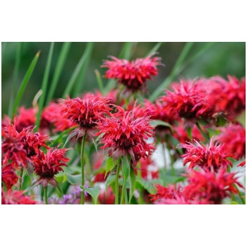 Monarda 'Cambridge Scarlet'