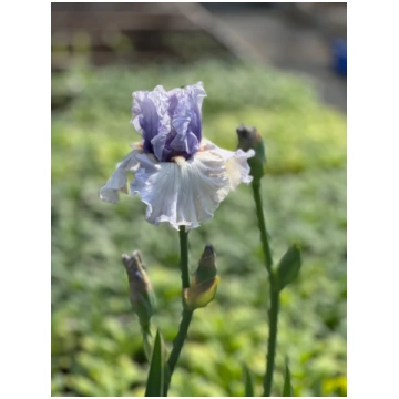Tall Bearded Iris ‘Fogbound’ | Elegant Ruffled Iri