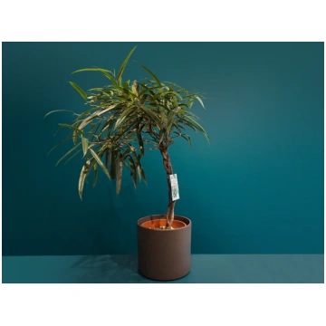 Fikuss | Ficus Alii tacito