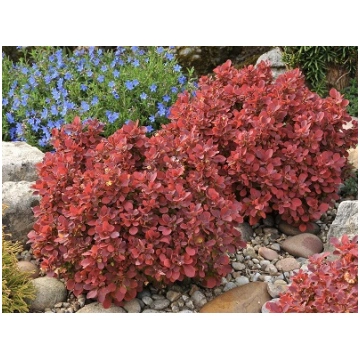 Tunberga bārbele "RUBY STAR"