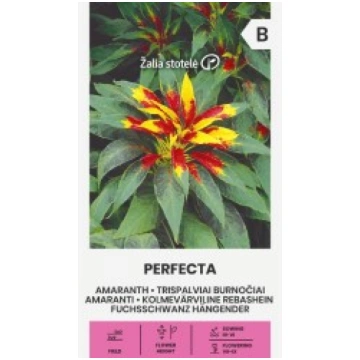 AMARANTI PERFECTA ŽALIA STOTELĖ