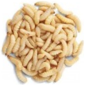 Mušu kāpuri 100gr Ražots Latvijā 42100