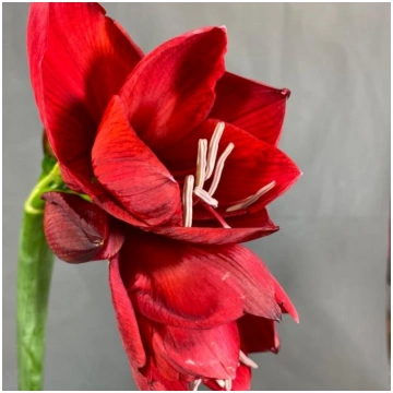 Amarillis