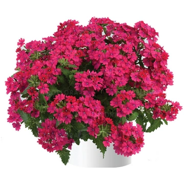 Verbena x hybrida Vanessa Compact Neon Pink 1 gb.,