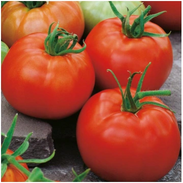 Tomāti BELLE F1 5 gab Enza Zaden 10/2027 atl.305 g