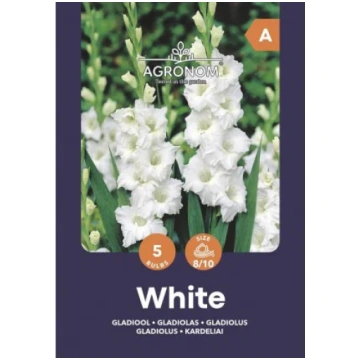 Lielziedu gladiolu sīpoli, lat. GLADIOLUS WHITE, 5