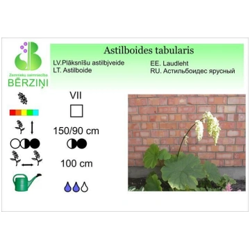 Astilboides tabularis, Astilbjveide ZS Bērziņi
