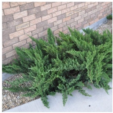 Kadiķis, kazaku ,,Tamariscifolia,, /Juniperus sabi
