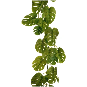 Philodendron garland Casolaro Hotellerie