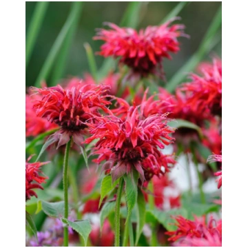 Monarda hybride Cambridge Scarlet | A.M. ozoli