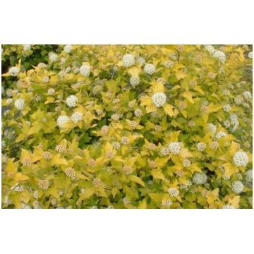 Physocarpus opulifolius 'Luteus' (Irbeņl