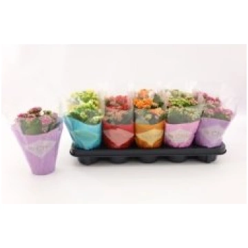 Telpaugi Kalanchoe double mix (kalanhoja)