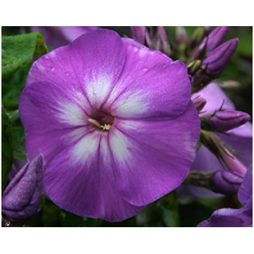 Floksis skarainais 'Adessa Special Purple Sta