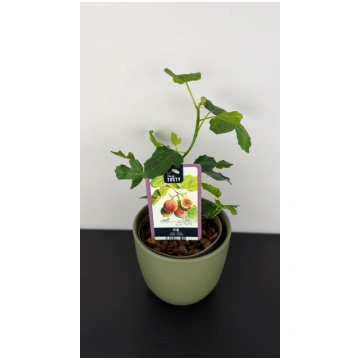 Ficus Carica augi-plants