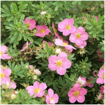 Potentilla fruticosa 'Lovely Pink' (Para