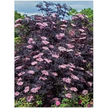 Melnais plūškoks ”Black lace”