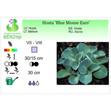 Hosta 'Blue Mouse Ears', Hosta