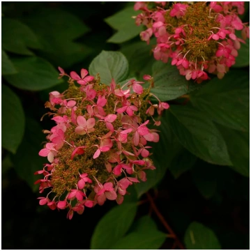 Hortenzija, skarainā "Ruby" /Hydrangea paniculata/