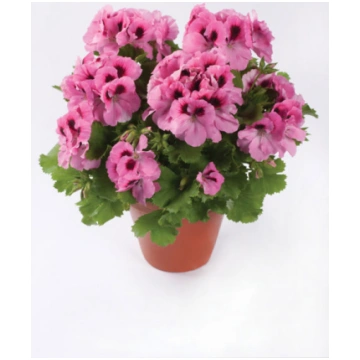 Karaliskās Lielziedu pelargonijas - GrandiFloeum -