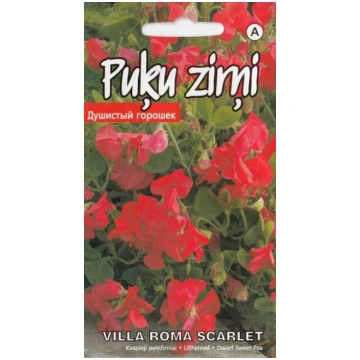Puķu zirņi villa roma scarlet Kurzemes sēklas