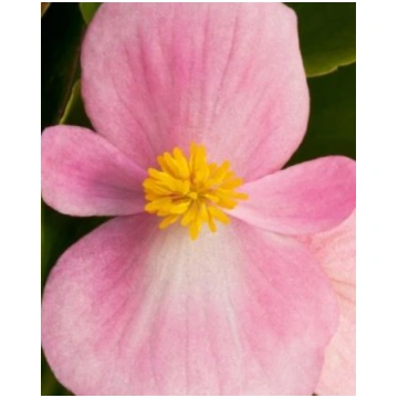 Begonia hybrida F1 Inferno Rose | A.M. ozoli