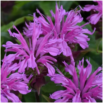 MONARDA PARDON My Lavender