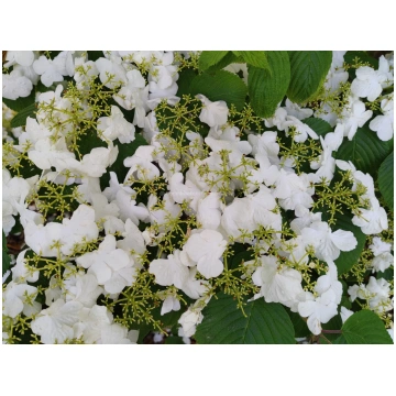 Japānas milzu irbene "Cascade" 60-80 cm