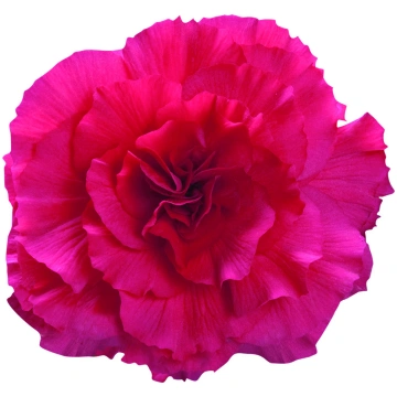 Begonia tuberhybrida Nonstop Deep Rose | A.M. ozol