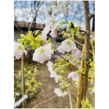 Sakura Prunus yedoensis 'Somei-Yoshino'