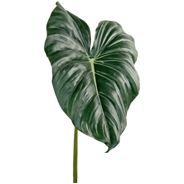 Philodendron heartleaf green 64512