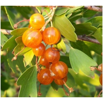 SIBĪRIJAS SAULE