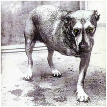 Lietots - CD Alice In Chains - Alice In Chains Col