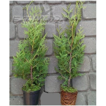 Tuje Brabant Thuja Brabant 20-40cm 1-2L Topf Leben