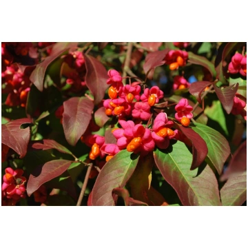 Euonymus europaeus 'Red Cascade' Eiropas
