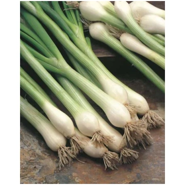 Loku sīpoli WHITE VAN LISSABON,1,5 grami