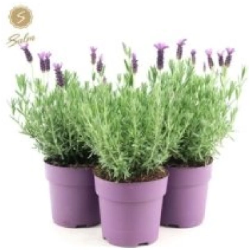Telpaugi Lavandula st. "Anouk"(lavanda)